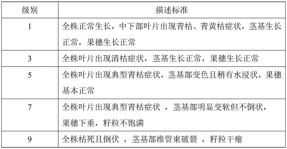 Screening method of corn bacterial wilt resistant plants