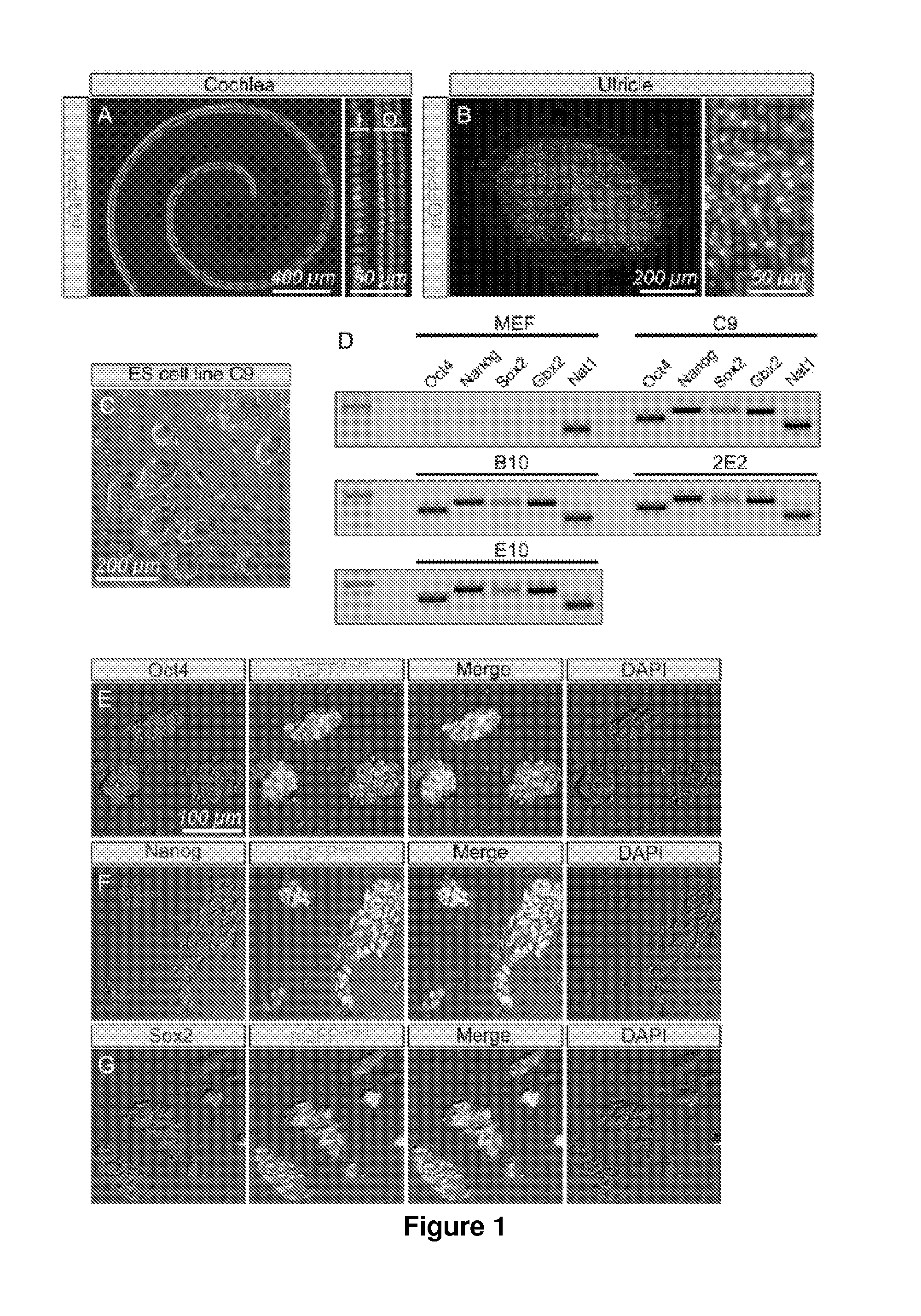 Methods for Generating Inner Ear Cells in Vitro