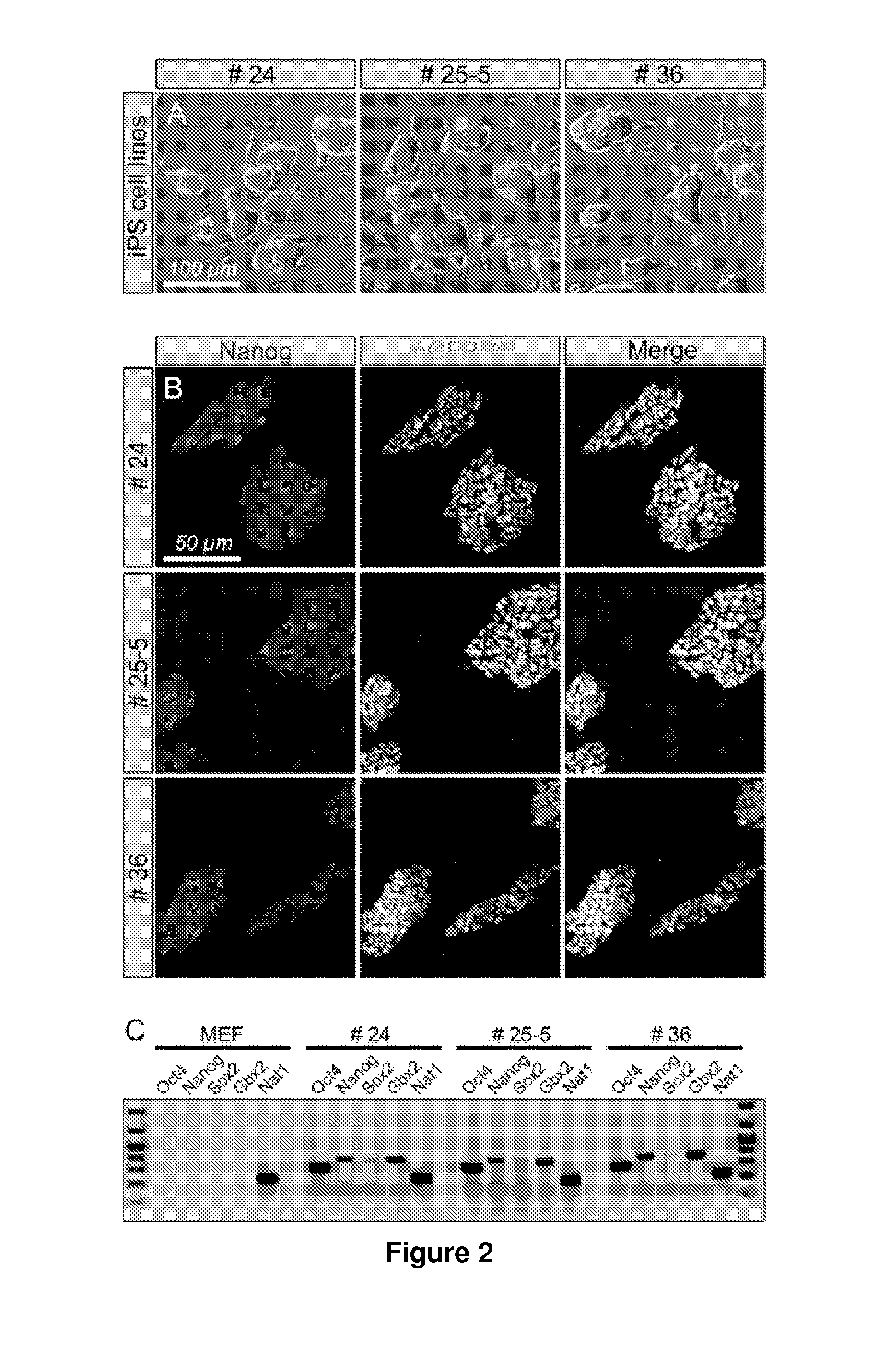 Methods for Generating Inner Ear Cells in Vitro