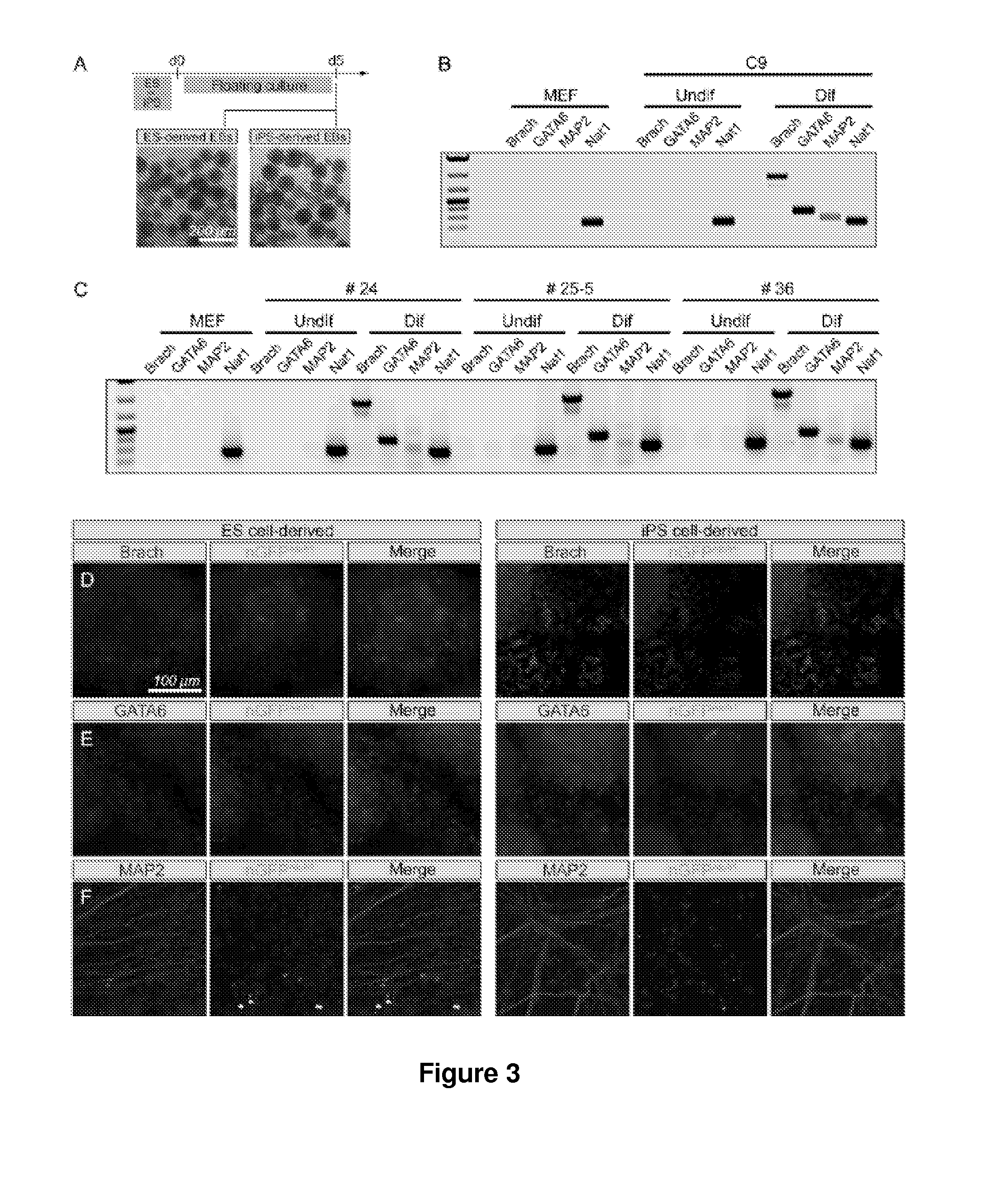 Methods for Generating Inner Ear Cells in Vitro