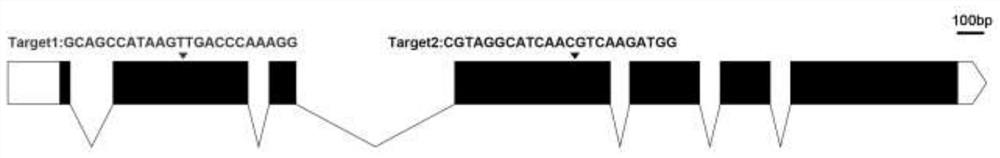 Gene slopt7 involved in the regulation of tomato fruit size, lycopene and β-carotene and its application