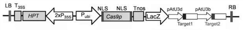 Gene slopt7 involved in the regulation of tomato fruit size, lycopene and β-carotene and its application