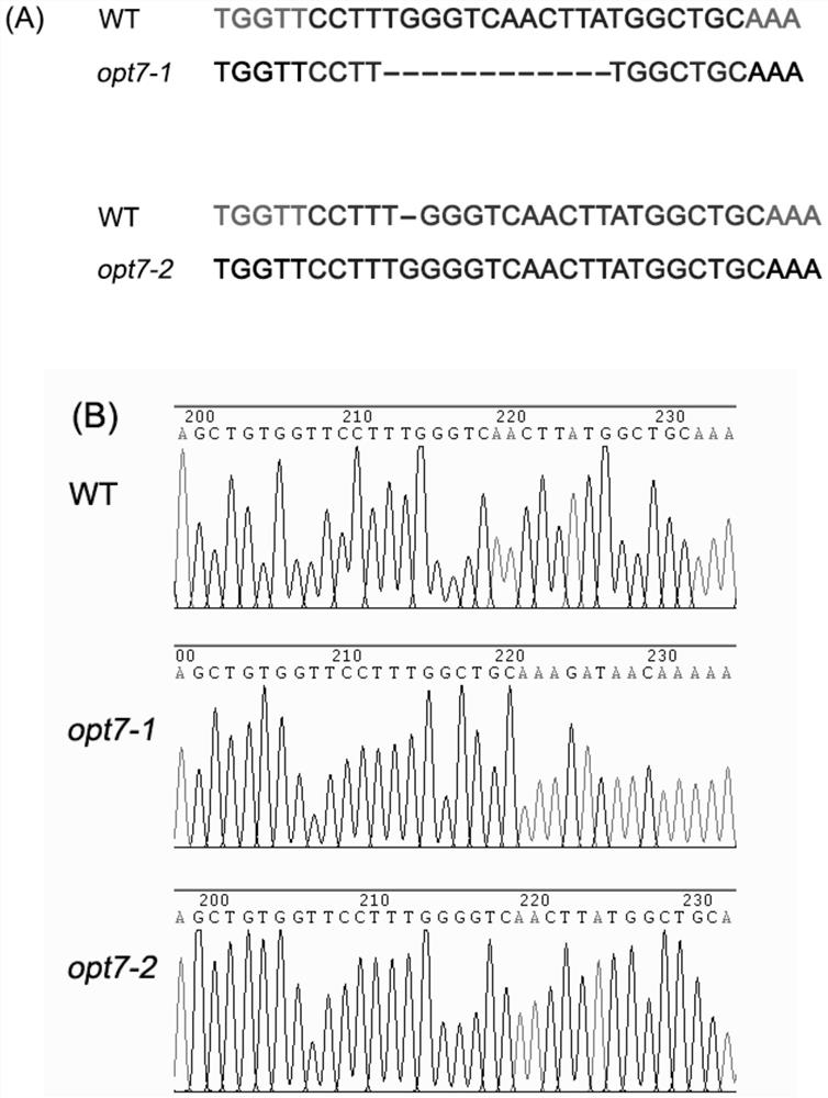 Gene slopt7 involved in the regulation of tomato fruit size, lycopene and β-carotene and its application