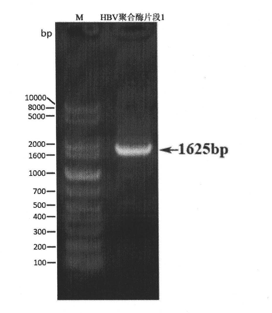 Small interfering ribose nucleic acid (siRNA) targeting molecule and application thereof
