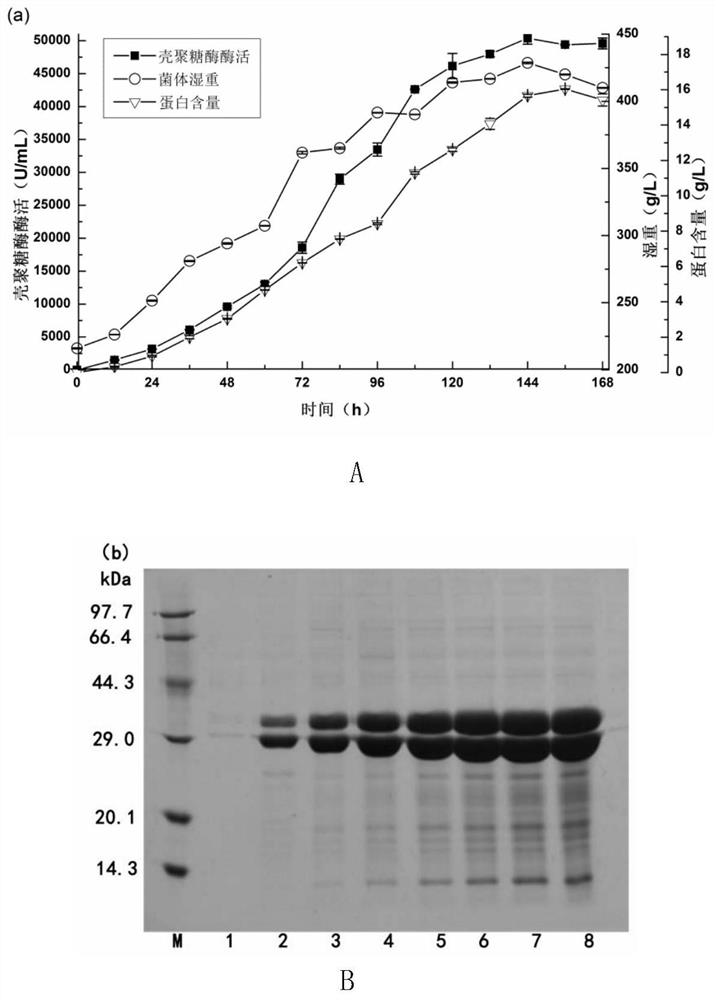 A kind of construction method and application of recombinant bacteria producing chitosanase