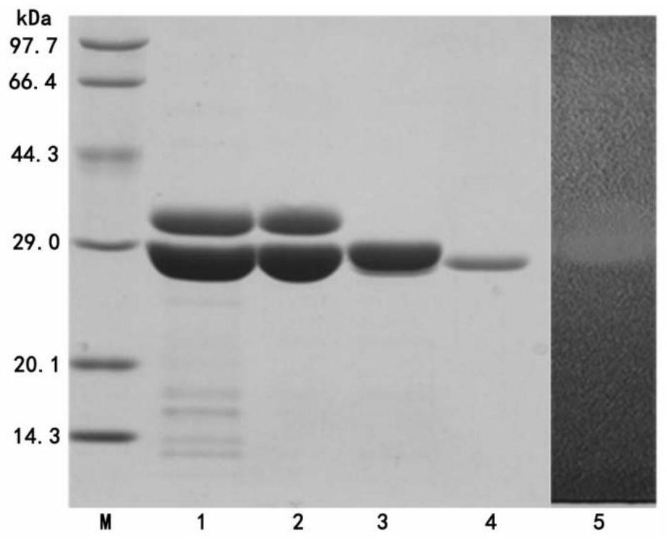 A kind of construction method and application of recombinant bacteria producing chitosanase