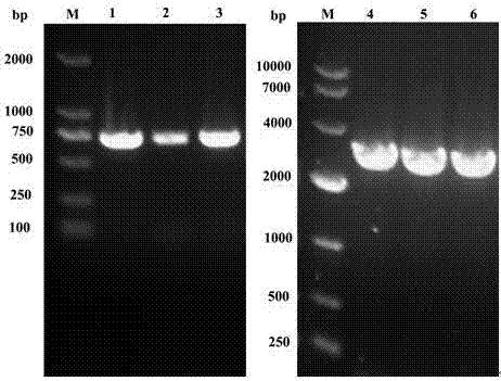 High fidelity porcine reproductive and respiratory syndrome virus attenuated strain and application thereof