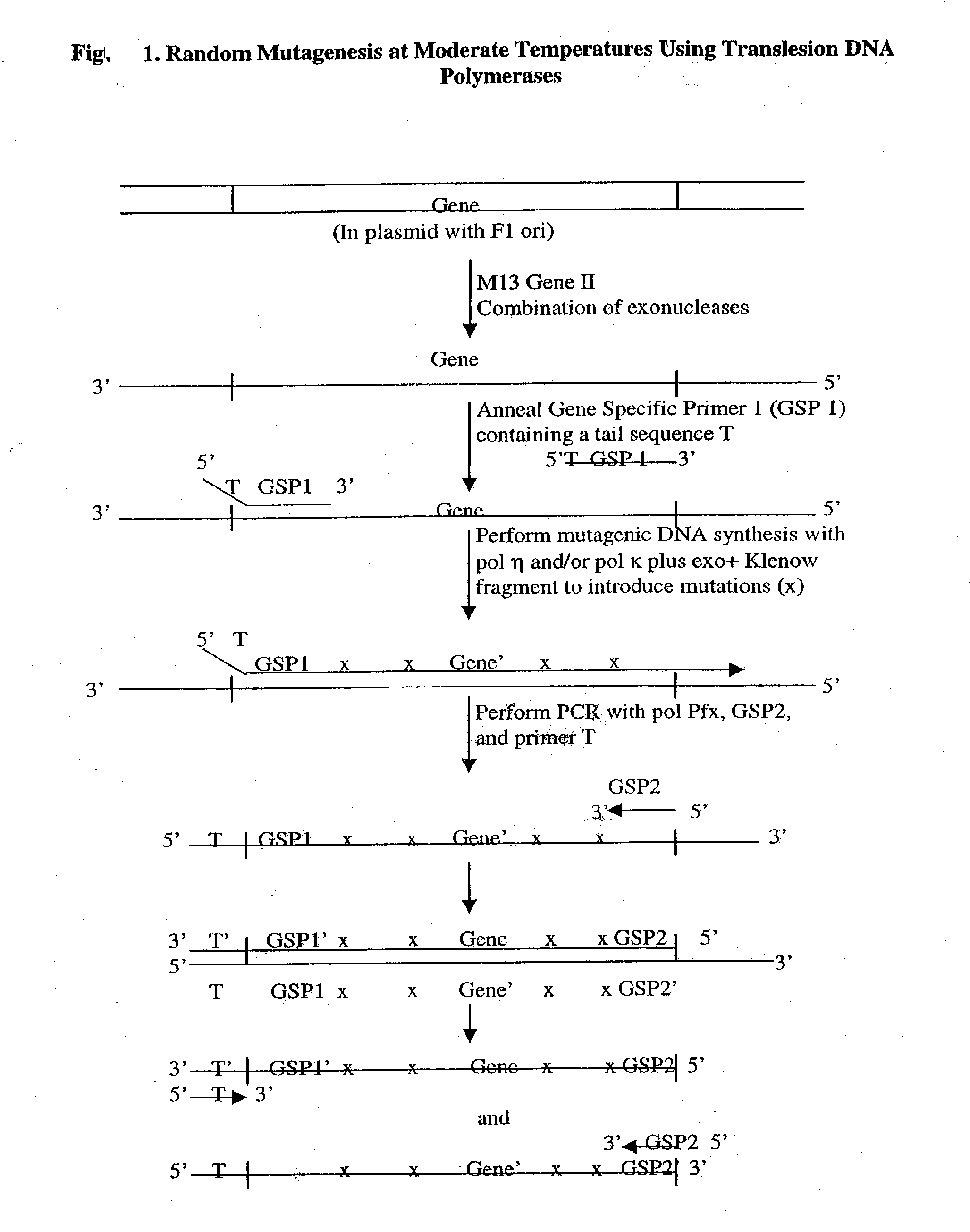 Methods of random mutagenesis and methods of modifying nucleic acids using translesion DNA polymerases