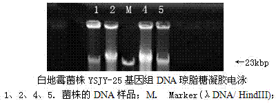 Swine-derived Geotrichum candidum strain capable of producing fruity flavor and liquid feed attractant prepared from swine-derived Geotrichum candidum strain capable of producing fruity flavor