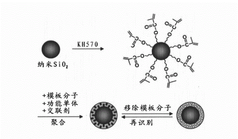 Preparation method of estrogen specific nanometer silica gel surface molecule imprinting material