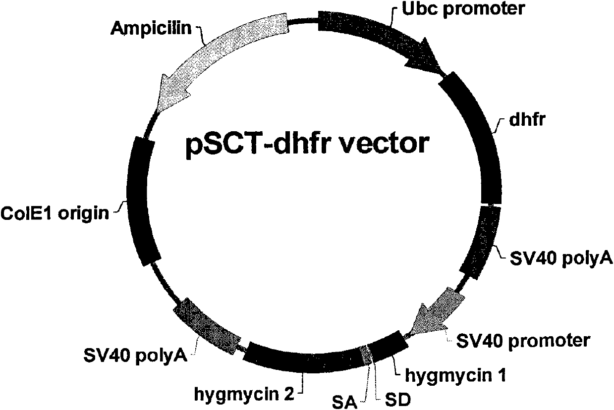 Vector capable of being used for expressing foreign gene and cell line screening method