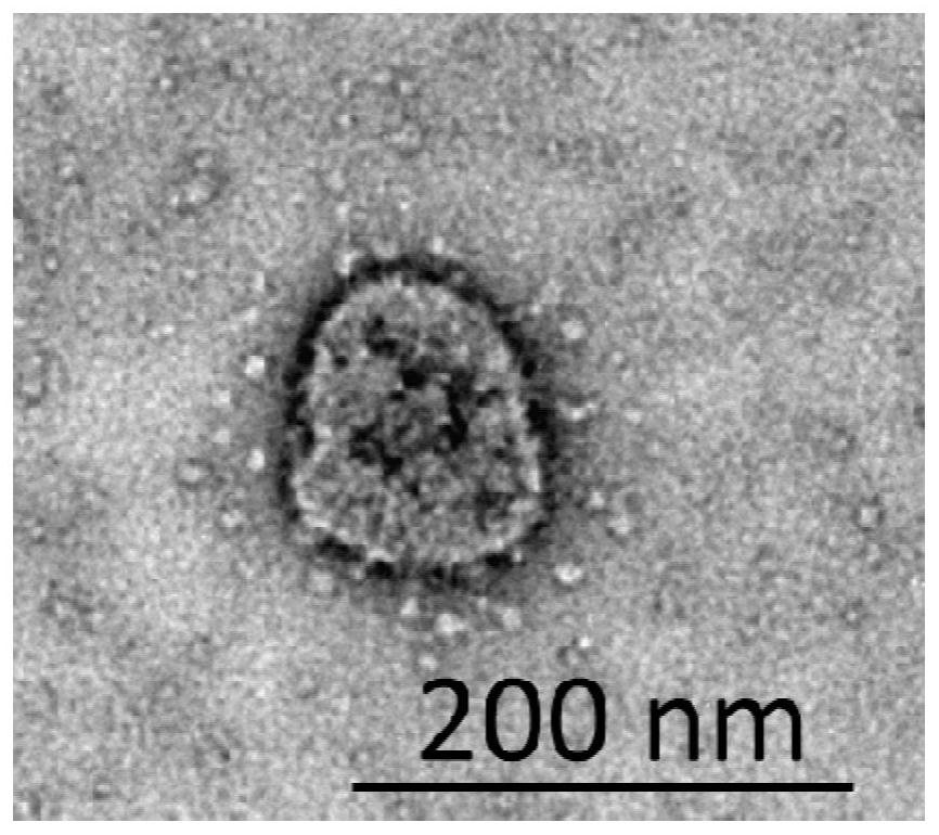 Novel coronavirus nucleic acid pseudovirus standard substance for detection and preparation method thereof