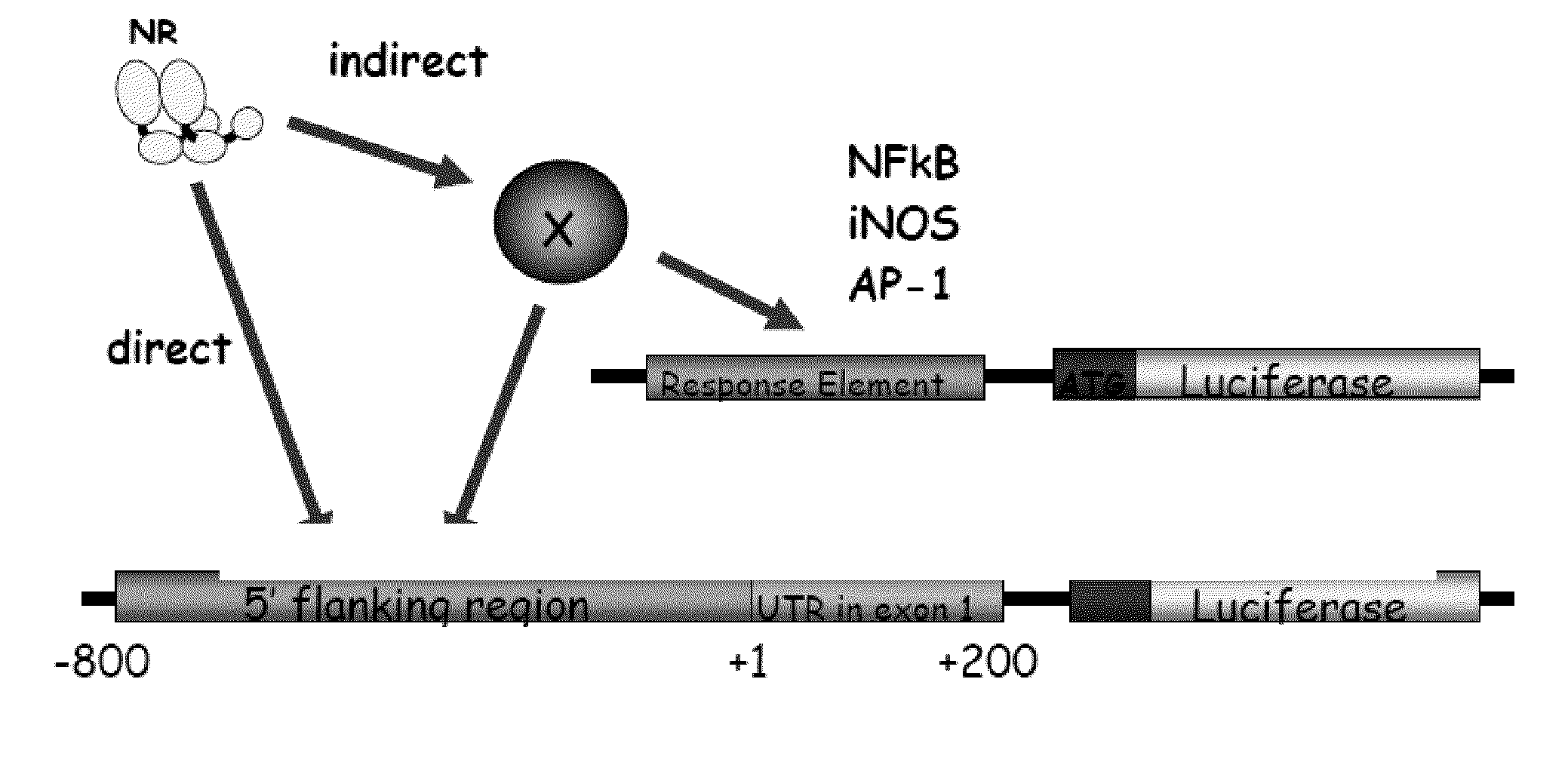 Methods of Identifying Functional Characteristics of Promoters, Transcription Modifying Proteins and Transcription Modulating Agents