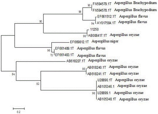 Aspergillus oryzae and application thereof