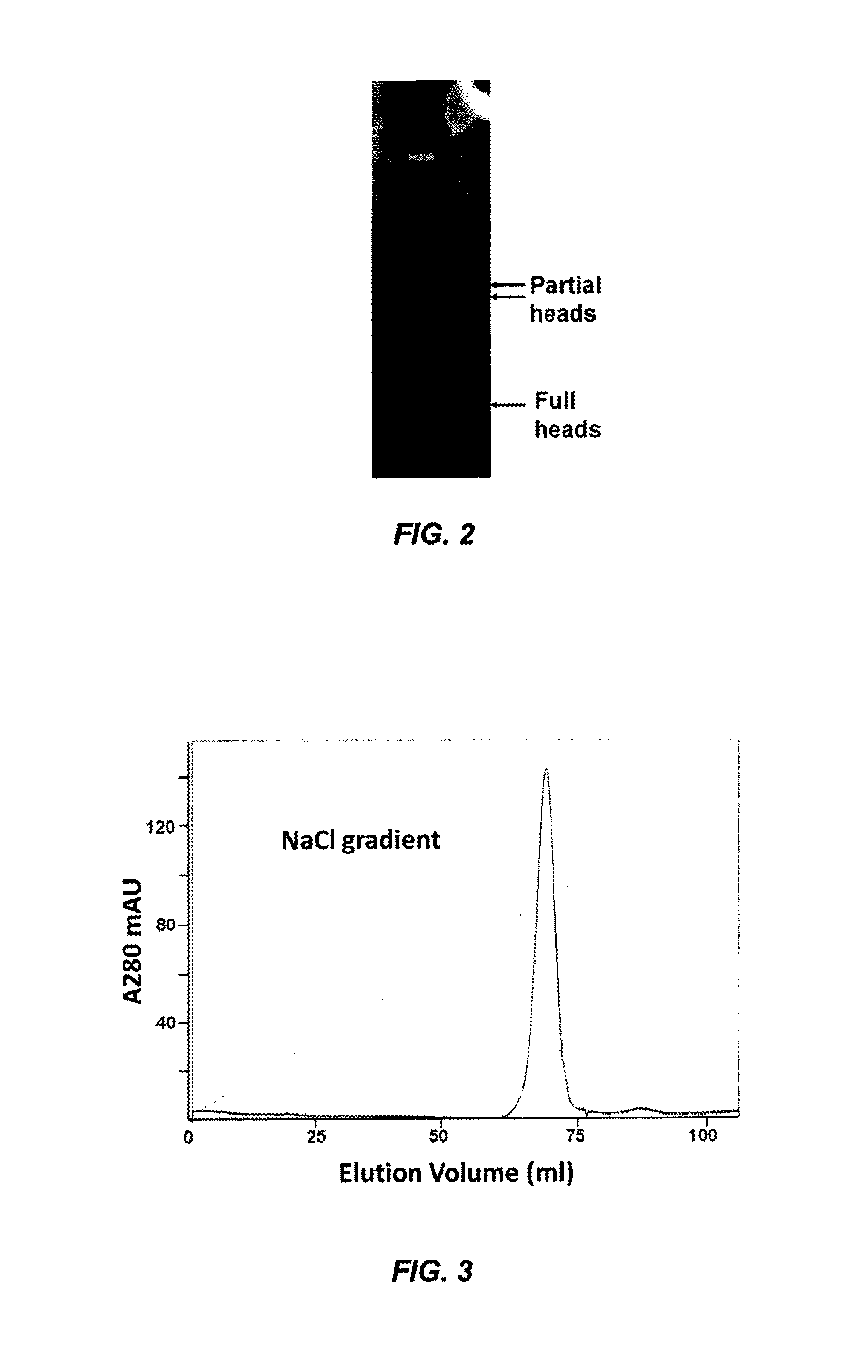 Protein and nucleic acid delivery vehicles, components and mechanisms thereof
