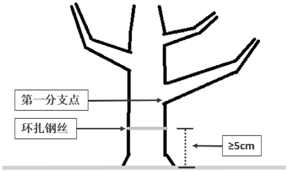 A kind of method for controlling the flowering of Bougainvillea