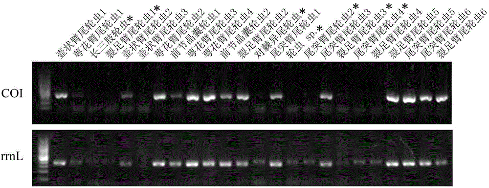 Zooplankton rrnL gene amplification primers and screening method, application and application method thereof