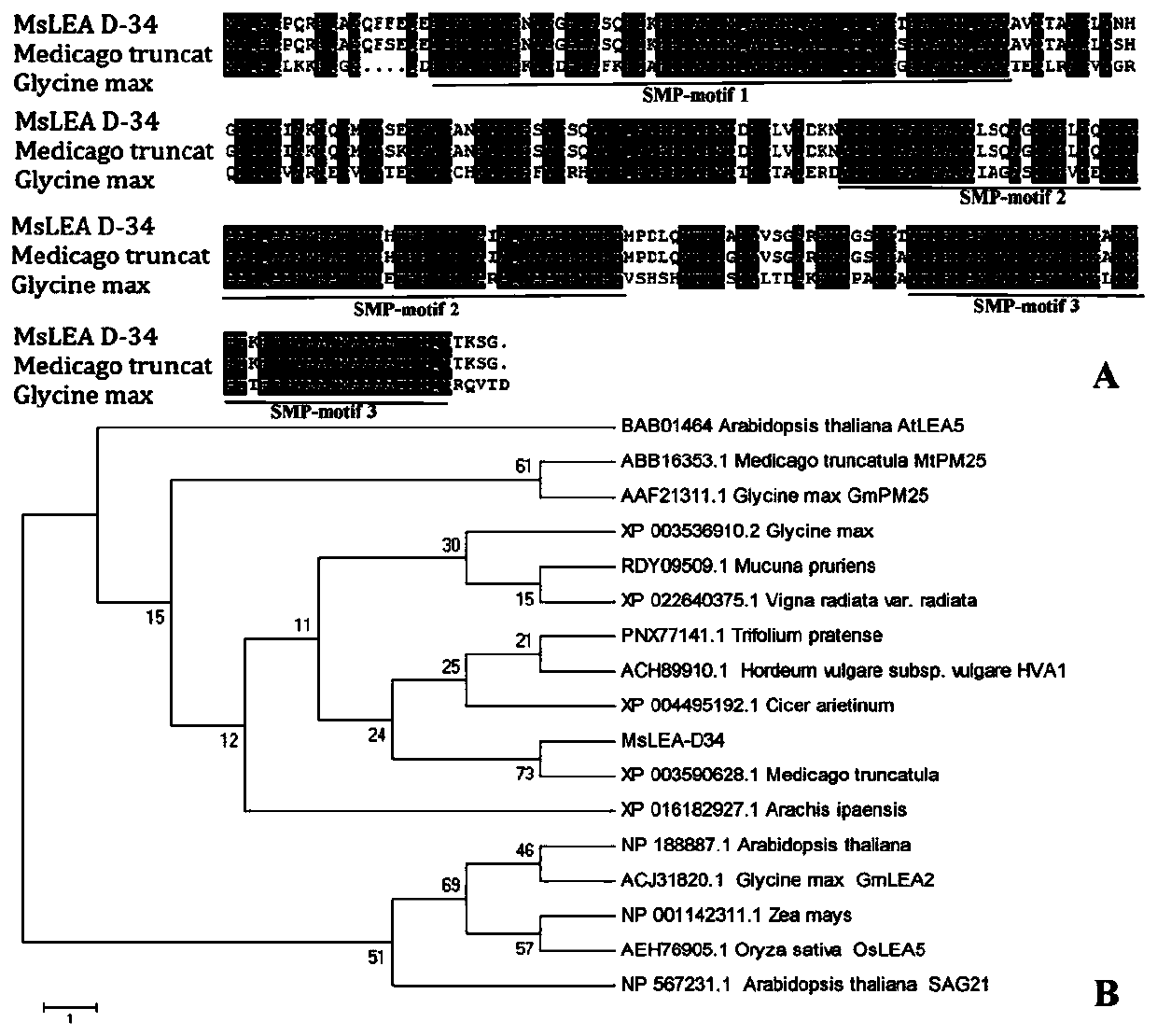 Protein MsLEA-D34 of medicago sativa 'WL525' at late embryonic development period and coding gene of protein MsLEA-D34