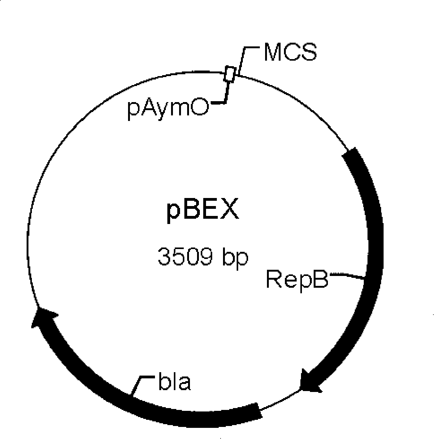 Bifidobacteria-bacillus coli shuttle expression vector, preparation method and application thereof