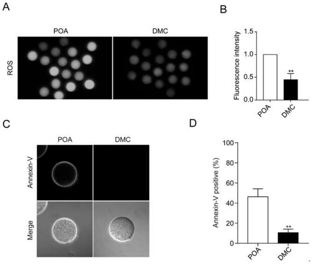 Application of 4,4'-dimethoxy chalcone in delaying of in-vivo and in-vitro aging of oocyte