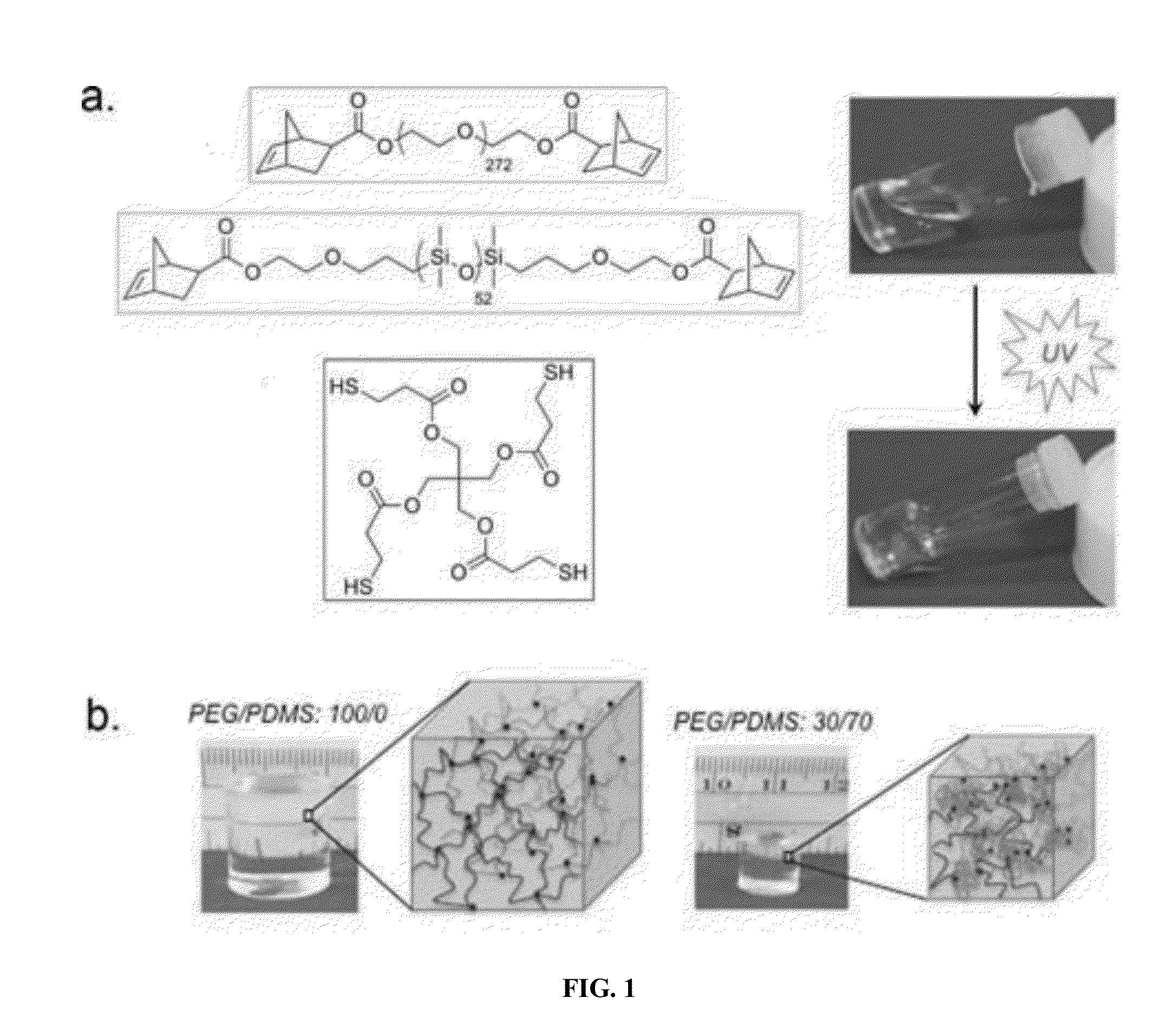 Telechelic based networks from novel macromonomers, compositions, preparation and uses thereof