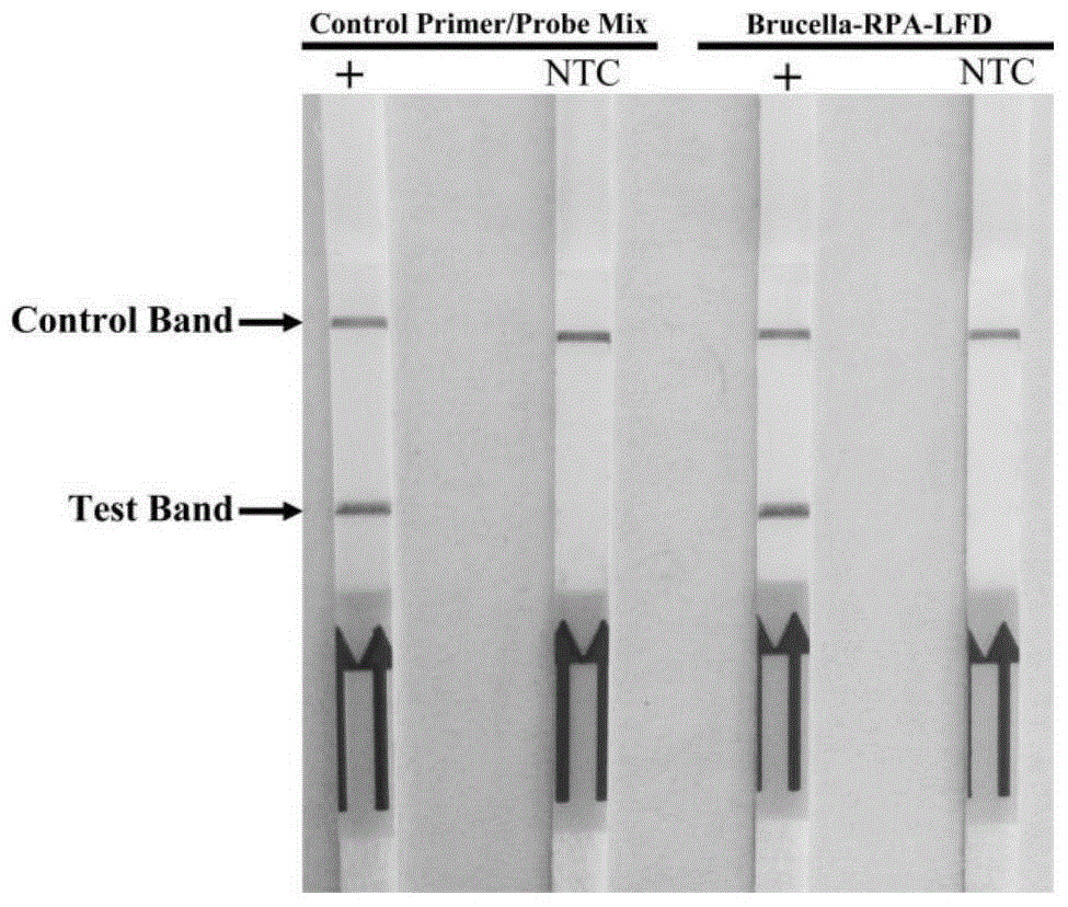 Universal primers and probe for on-site rapid detection of Brucella and kit
