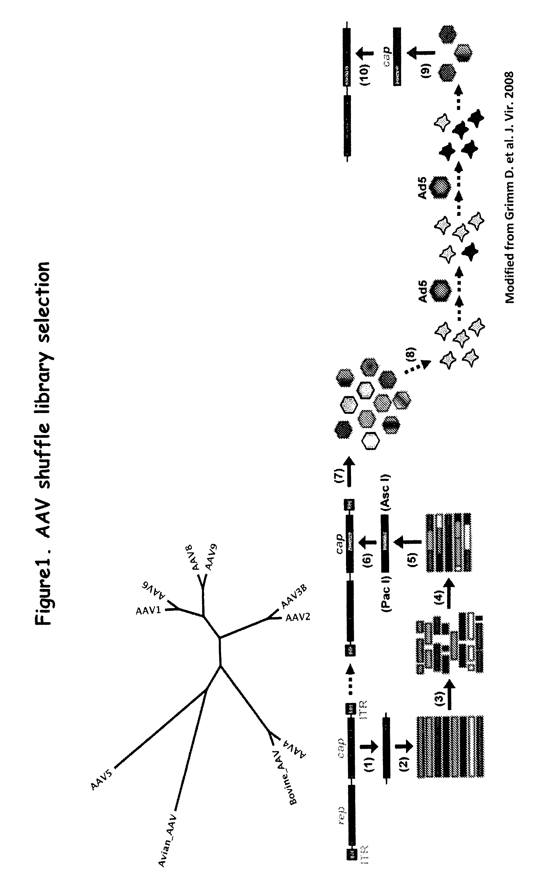 Aav capsid proteins for nucleic acid transfer