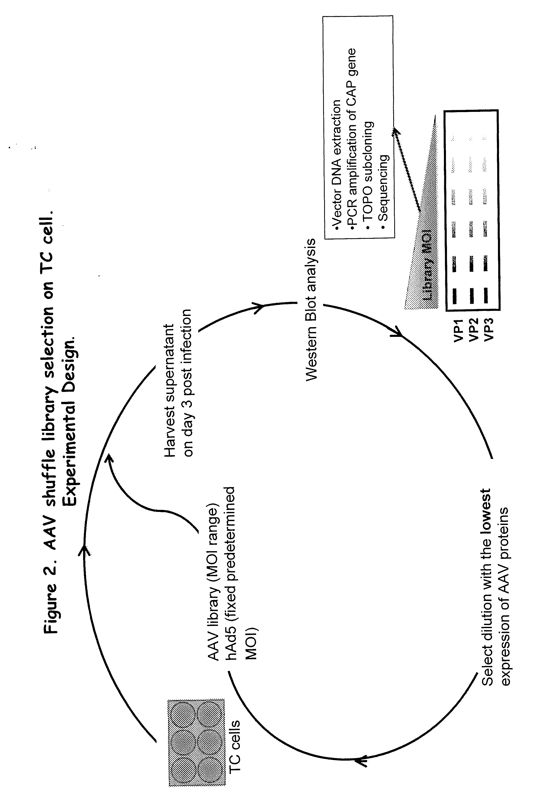 Aav capsid proteins for nucleic acid transfer