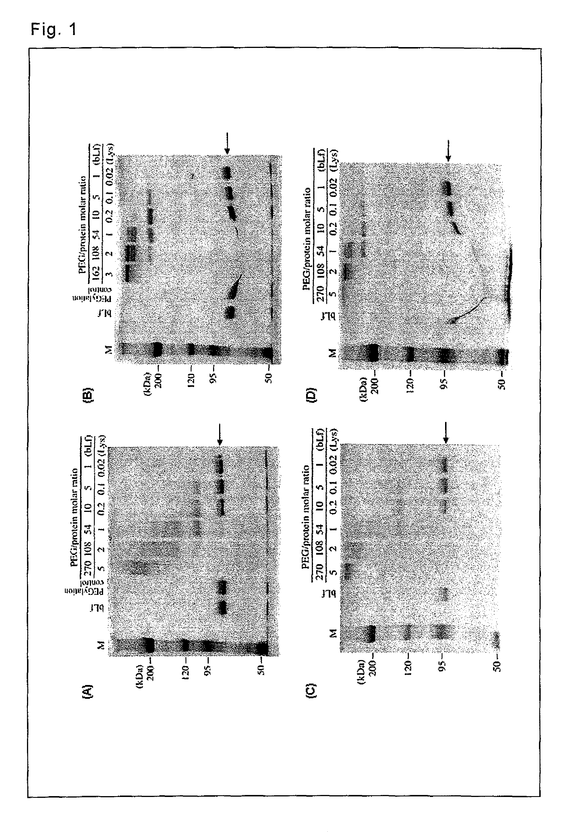 Lactoferrin complex and method of producing the same