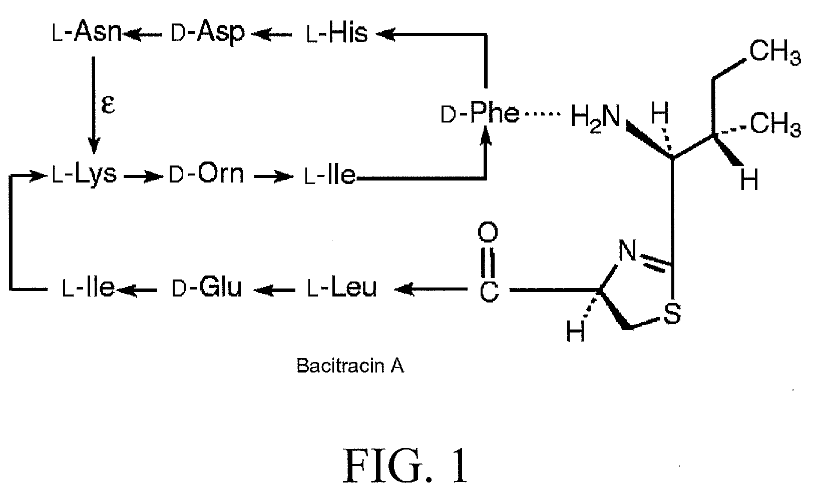Bacitracin metal complexes used as bleach catalysts