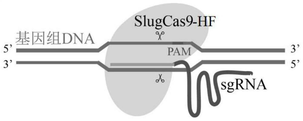 SlugCas9-HF protein, gene editing system containing SlugCas9-HF protein and application thereof