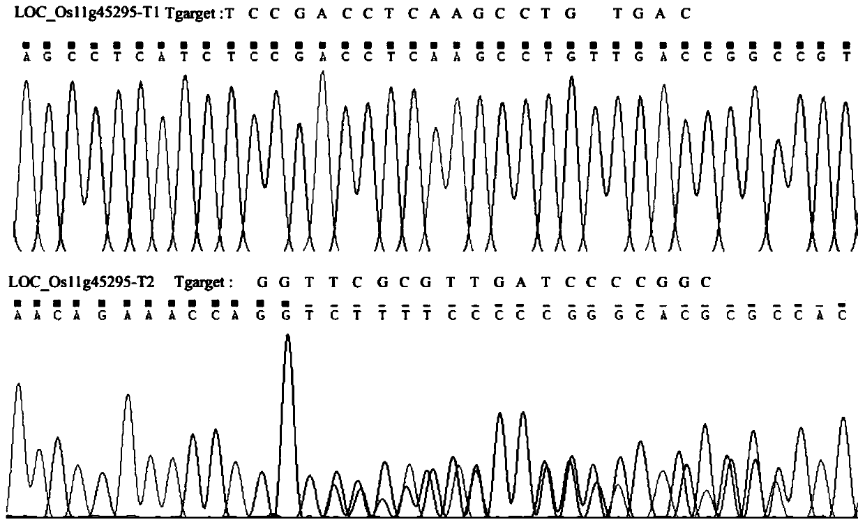 Rice retrotransposon gene LOC_Os11g45295 and encoding protein and application thereof