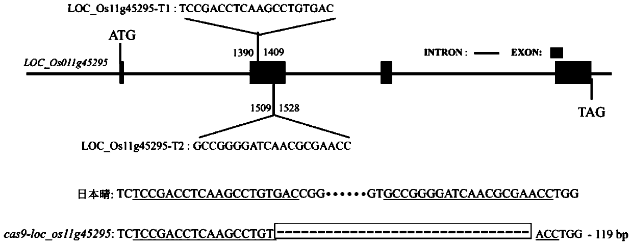 Rice retrotransposon gene LOC_Os11g45295 and encoding protein and application thereof