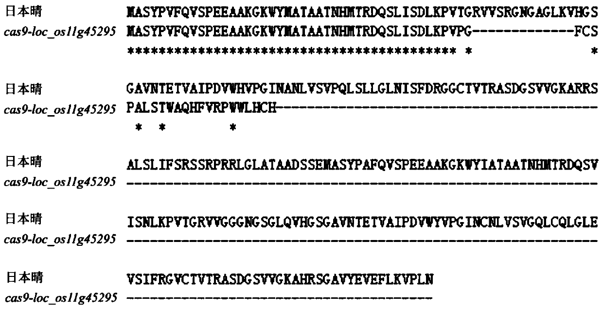 Rice retrotransposon gene LOC_Os11g45295 and encoding protein and application thereof