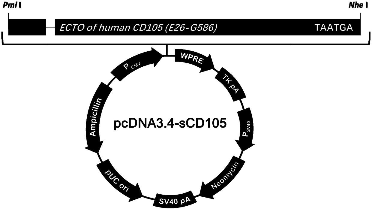 Soluble CD105 protein eukaryotic expression and purification method