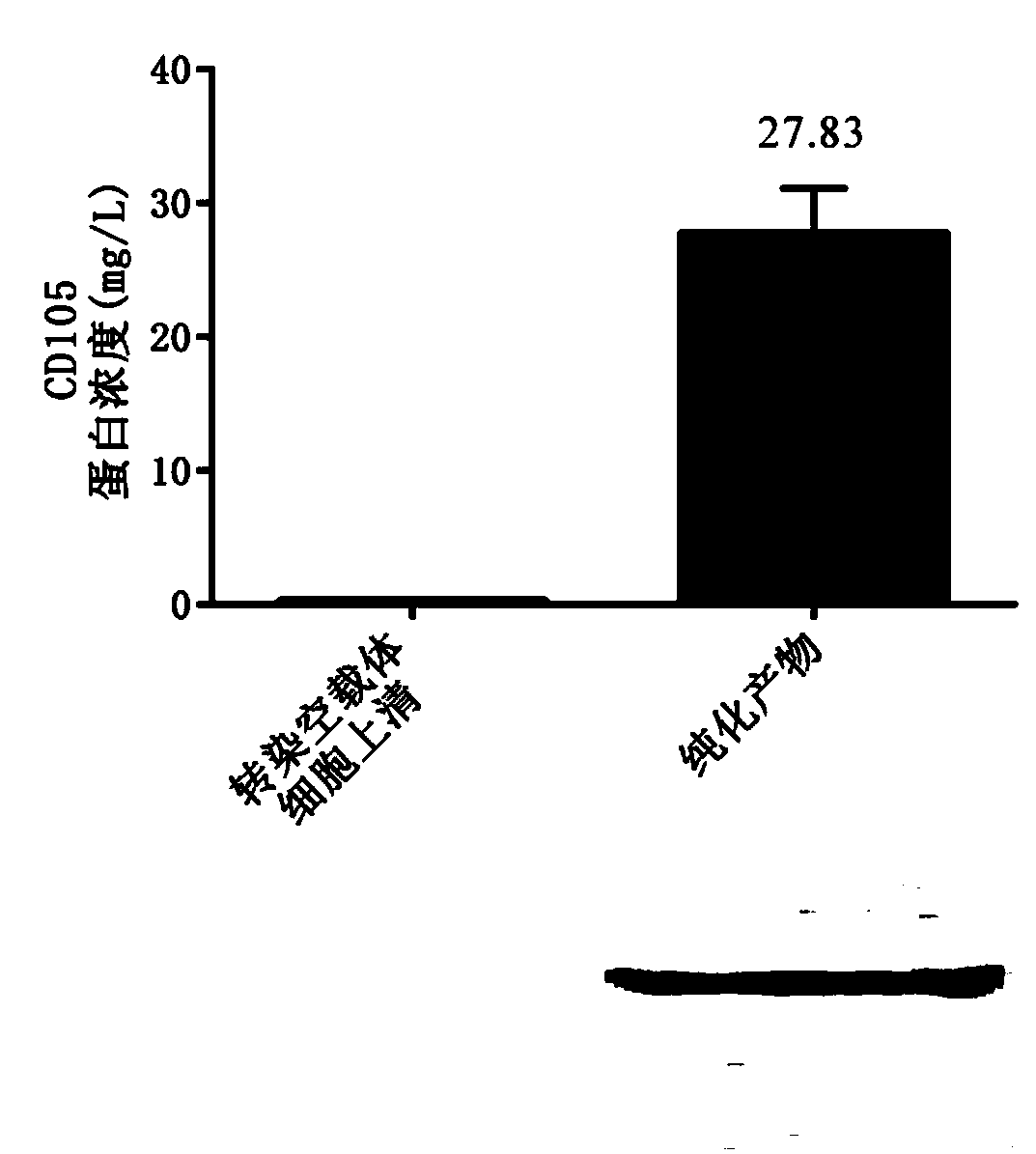 Soluble CD105 protein eukaryotic expression and purification method