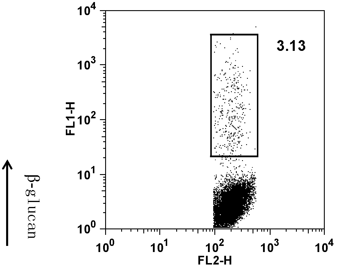 Application of beta-dextran in preparation of human dendritic cell tumor vaccine