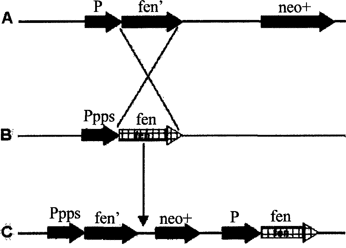 Promoter replacement method for improving Bacillus amyloliquefaciens yield