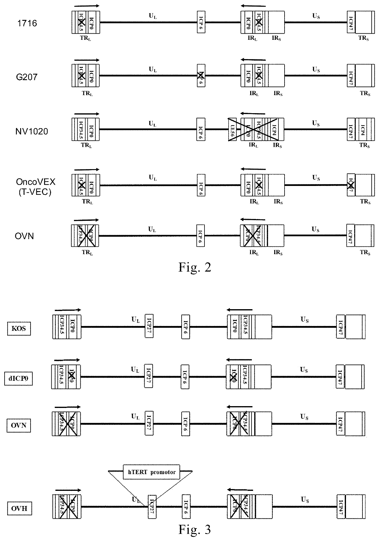 Recombinant herpes simplex virus and use thereof