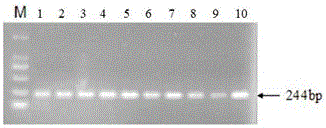 A Molecular Marker Related to Litter Size Trait in Sheep and Its Application