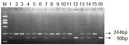 A Molecular Marker Related to Litter Size Trait in Sheep and Its Application