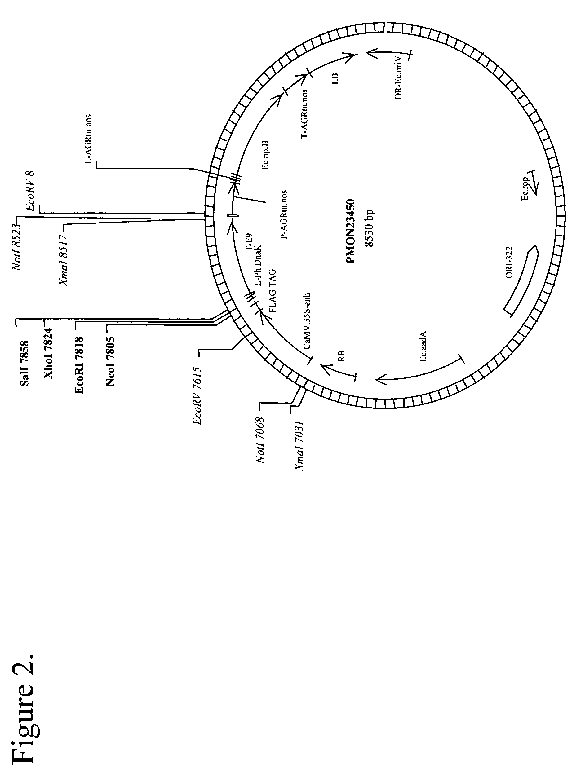 Methods for enhancing drought tolerance in plants and compositions thereof