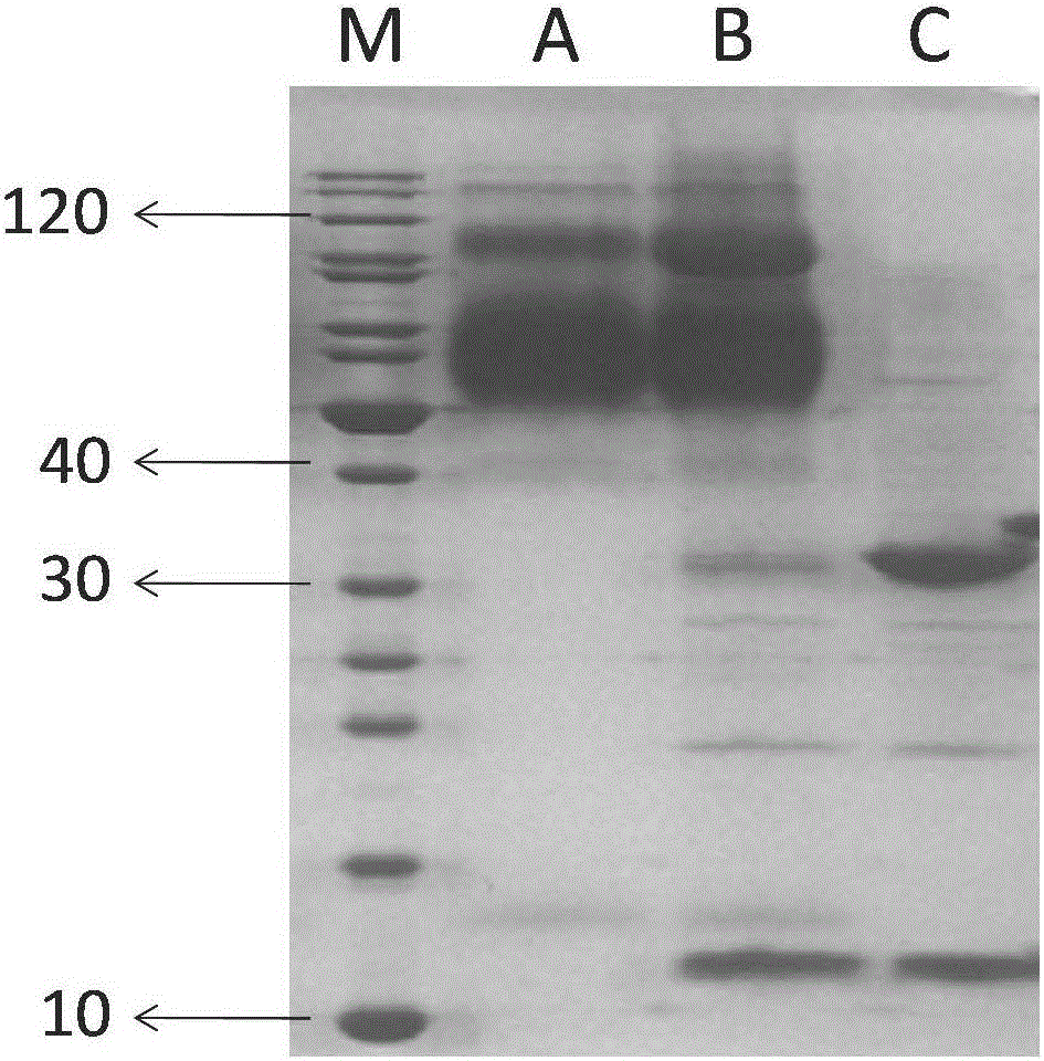 MERS-CoV specific polypeptides and application thereof