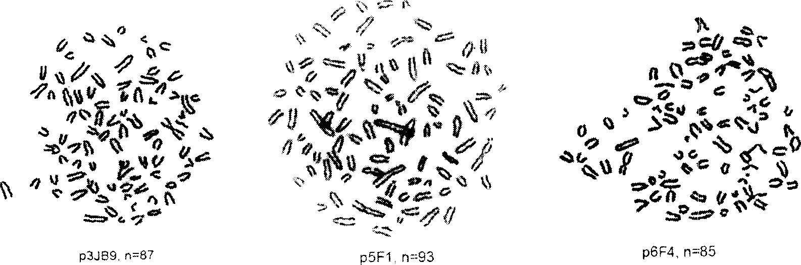 Monoclonal antibody of anti human immune deficiency virus I type 24 protein and application thereof
