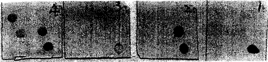 Monoclonal antibody of anti human immune deficiency virus I type 24 protein and application thereof