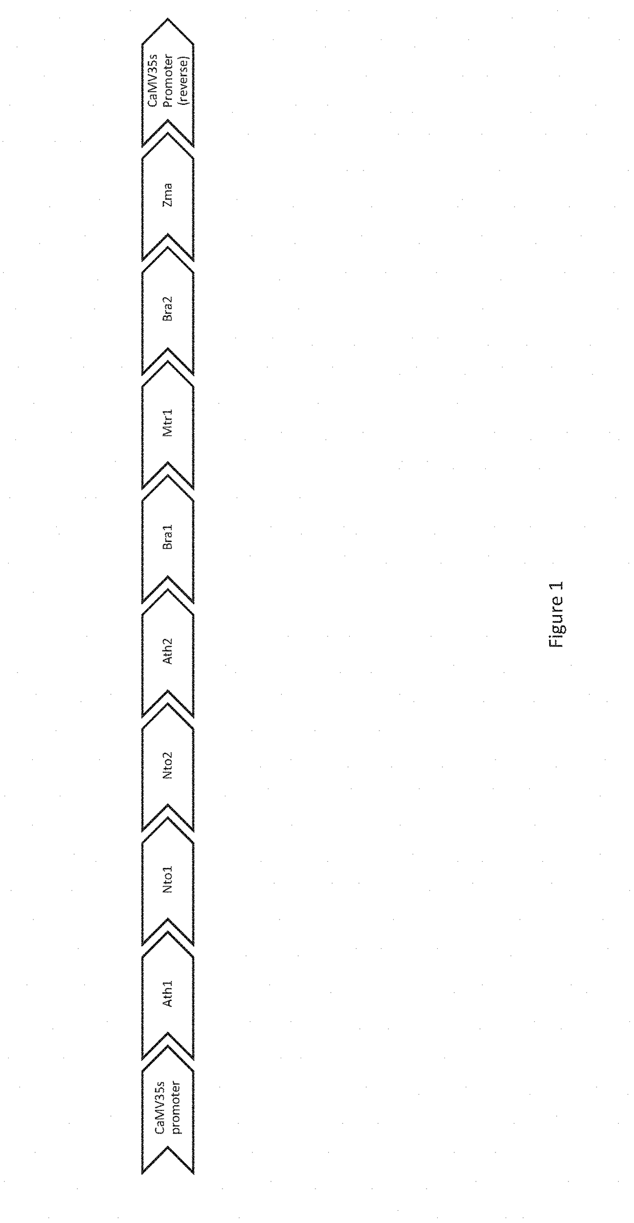 Formulations and methods for control of weedy species
