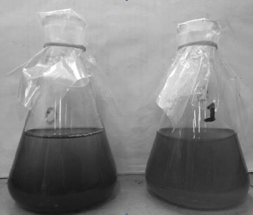 Magnetic chitosan attapulgite algae-removing flocculant and preparation method thereof