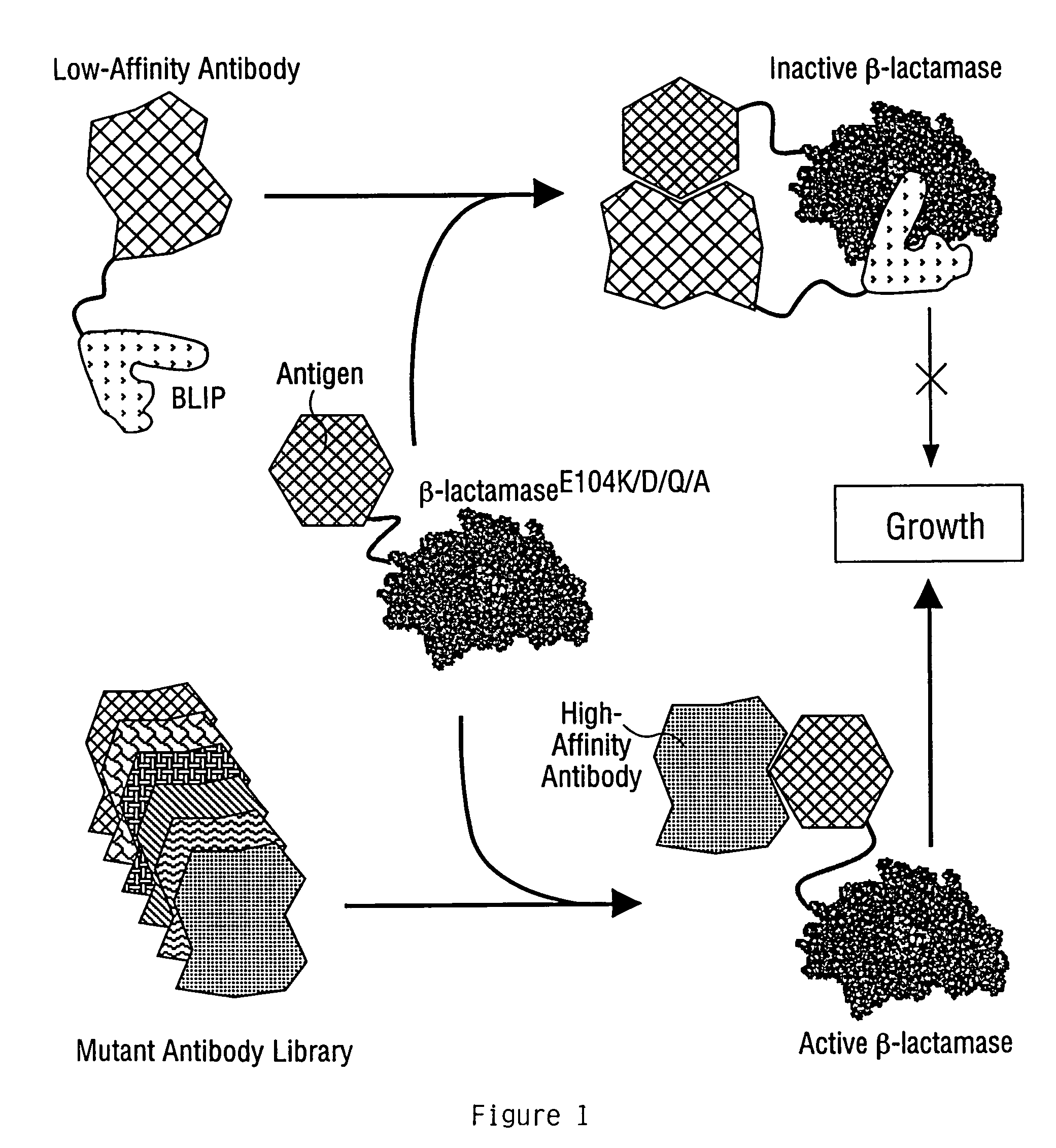 Methods for affinity maturation