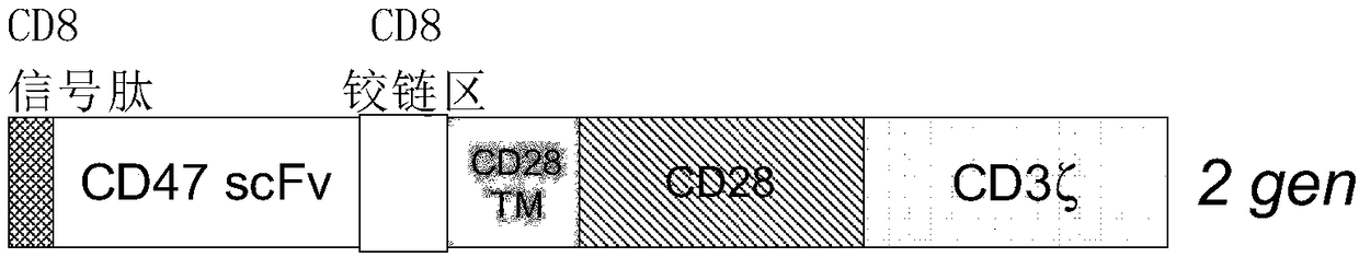 Cd47-car-t cells