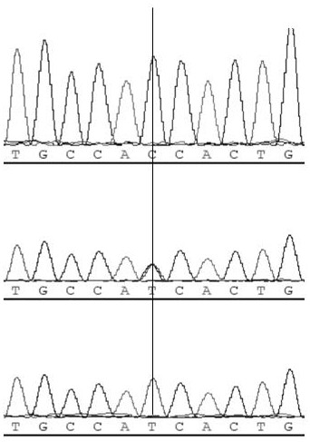 A method and primers for identifying sow's farrowing performance